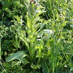 Cynoglossum officinale Habitatea