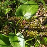 Arisarum simorrhinum Blad