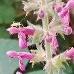 Stachys sylvatica Blomst