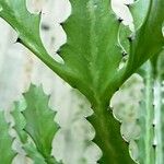 Euphorbia lactea Leaf