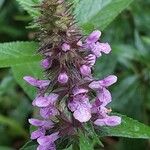 Stachys palustris ফুল