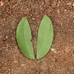 Julbernardia pellegriniana Hoja