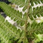 Dryopteris oreades अन्य