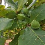 Terminalia catappa 果實