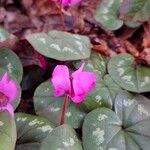 Cyclamen coum Цветок