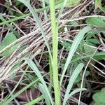 Erysimum rhaeticum Leaf