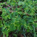 Euphorbia peplus Leaf