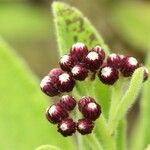 Psiadia anchusifolia Flower