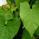 Calystegia silvatica Лист