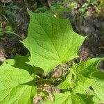 Physalis heterophylla Foglia