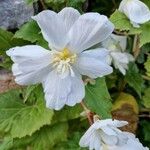 Anemonoides trifolia Flower