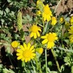 Senecio vernalis Floare