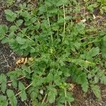 Erodium moschatum برگ