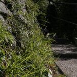 Setaria viridis Flower