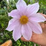 Dahlia tenuicaulis Blomst