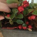 Gaultheria humifusa Цветок