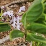 Aeollanthus densiflorus Çiçek