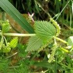 Urtica membranacea 葉