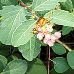 Symphoricarpos albusVirág