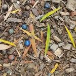 Elaeocarpus angustifolius Fruit