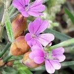 Petrorhagia prolifera Flor