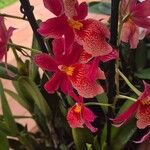 Cattleya wittigiana Цвят