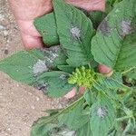 Amaranthus spinosus Blatt