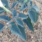 Datura wrightii Ліст