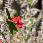 Euphorbia miliiFlors