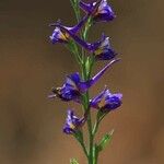 Delphinium halteratum Kwiat