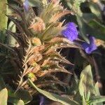 Blepharis linariifolia Flower