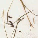 Carex frigida Libunga