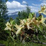 Rhododendron triflorum Flower