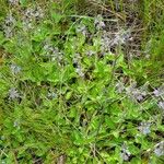 Veronica officinalis Habitat