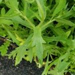 Gaillardia pulchella 葉