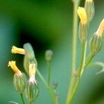Crepis pulchra 花