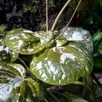 Pseuderanthemum alatum Hoja