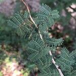 Mimosa aculeaticarpa Hoja