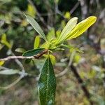 Cyrilla racemiflora Blad