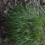 Carex remota Folla