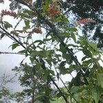Erythrina poeppigiana Лист