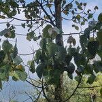 Macaranga indica Hoja