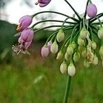 Allium cernuum Virág