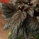 Begonia rex Leaf