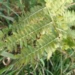 Athyrium filix-feminaبرگ