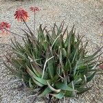 Aloe veraFlower