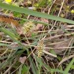 Carex flacca Blomst