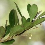 Elaeocarpus vaccinioides Habit