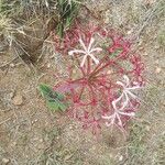 Ammocharis tinneana Συνήθη χαρακτηριστικά