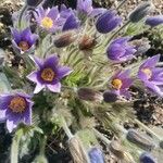 Pulsatilla grandis Flor